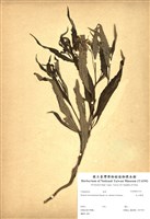 藏品(玉山黃菀)的圖片